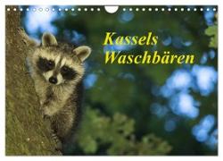 Kassels Waschbären (Wandkalender 2024 DIN A4 quer), CALVENDO Monatskalender