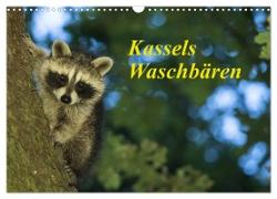 Kassels Waschbären (Wandkalender 2024 DIN A3 quer), CALVENDO Monatskalender