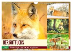 Der Rotfuchs. Flauschiger Geselle mit Köpfchen (Wandkalender 2024 DIN A4 quer), CALVENDO Monatskalender