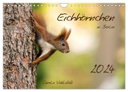 Eichhörnchen in Berlin (Wandkalender 2024 DIN A4 quer), CALVENDO Monatskalender