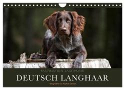 Faszination Jagdhund - Deutsch Langhaar (Wandkalender 2024 DIN A4 quer), CALVENDO Monatskalender