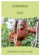 Familienplaner 2024 - Orang Utans im Dschungel (Wandkalender 2024 DIN A2 hoch), CALVENDO Monatskalender