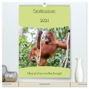 Familienplaner 2024 - Orang Utans im Dschungel (hochwertiger Premium Wandkalender 2024 DIN A2 hoch), Kunstdruck in Hochglanz