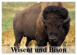 Wisent und Bison (Wandkalender 2024 DIN A2 quer), CALVENDO Monatskalender