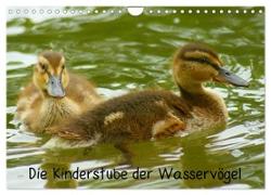 Die Kinderstube der Wasservögel (Wandkalender 2024 DIN A4 quer), CALVENDO Monatskalender