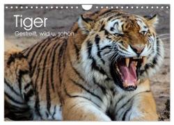 Tiger. Gestreift, wild u. schön (Wandkalender 2024 DIN A4 quer), CALVENDO Monatskalender