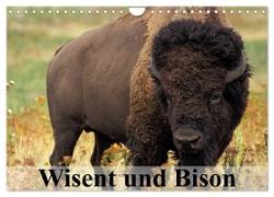 Wisent und Bison (Wandkalender 2024 DIN A4 quer), CALVENDO Monatskalender