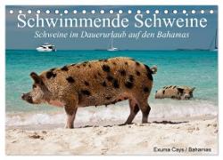 Schwimmende Schweine (Tischkalender 2024 DIN A5 quer), CALVENDO Monatskalender