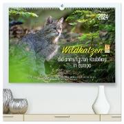 Wildkatzen - die anmutigsten Raubiere in Europa. (hochwertiger Premium Wandkalender 2024 DIN A2 quer), Kunstdruck in Hochglanz