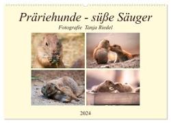 Präriehunde - süße Säuger (Wandkalender 2024 DIN A2 quer), CALVENDO Monatskalender