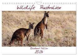 Wildlife Australien (Wandkalender 2024 DIN A4 quer), CALVENDO Monatskalender