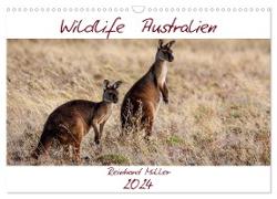 Wildlife Australien (Wandkalender 2024 DIN A3 quer), CALVENDO Monatskalender