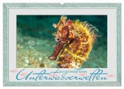 Faszination Unterwasserwelten (Wandkalender 2024 DIN A2 quer), CALVENDO Monatskalender
