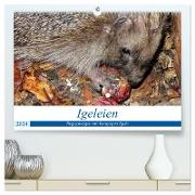 Igeleien - Begegnungen mit hungrigen Igeln (hochwertiger Premium Wandkalender 2024 DIN A2 quer), Kunstdruck in Hochglanz