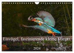 Eisvögel, faszinierende kleine Flieger. (Wandkalender 2024 DIN A4 quer), CALVENDO Monatskalender