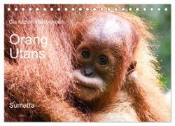 Die letzten freilebenden Orang Utans (Tischkalender 2024 DIN A5 quer), CALVENDO Monatskalender