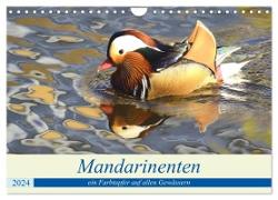 Mandarinenten, ein Farbtupfer auf allen Gewässern. (Wandkalender 2024 DIN A4 quer), CALVENDO Monatskalender