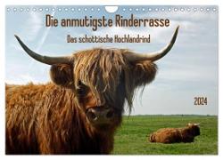 Die anmutigste Rinderrasse - Das schottische Hochlandrind (Wandkalender 2024 DIN A4 quer), CALVENDO Monatskalender