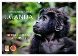 UGANDA - Berggorillas & Chimps (Wandkalender 2024 DIN A2 quer), CALVENDO Monatskalender