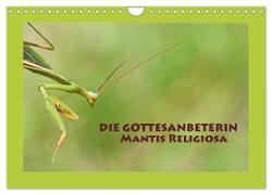Die Gottesanbeterin Mantis Religiosa (Wandkalender 2024 DIN A4 quer), CALVENDO Monatskalender