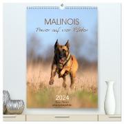 Malinois Power auf vier Pfoten (hochwertiger Premium Wandkalender 2024 DIN A2 hoch), Kunstdruck in Hochglanz
