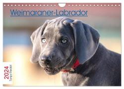 Weimaraner-Labrador (Wandkalender 2024 DIN A4 quer), CALVENDO Monatskalender