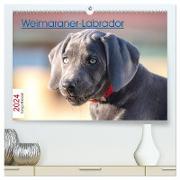 Weimaraner-Labrador (hochwertiger Premium Wandkalender 2024 DIN A2 quer), Kunstdruck in Hochglanz