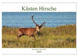 Küsten Hirsche - Rotwild auf dem Darß (Wandkalender 2024 DIN A3 quer), CALVENDO Monatskalender