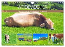 Weideviecher, Kühe liebevolle Wiederkäuer (Wandkalender 2024 DIN A4 quer), CALVENDO Monatskalender