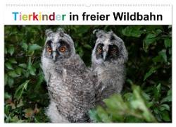 Tierkinder in freier Wildbahn (Wandkalender 2024 DIN A2 quer), CALVENDO Monatskalender