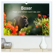 Boxer Frech und fröhlich durch das Jahr (hochwertiger Premium Wandkalender 2024 DIN A2 quer), Kunstdruck in Hochglanz