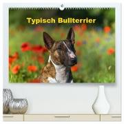 Typisch Bullterrier (hochwertiger Premium Wandkalender 2024 DIN A2 quer), Kunstdruck in Hochglanz