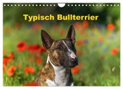 Typisch Bullterrier (Wandkalender 2024 DIN A4 quer), CALVENDO Monatskalender