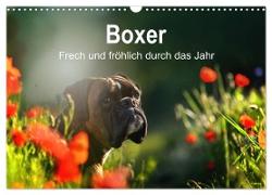 Boxer Frech und fröhlich durch das Jahr (Wandkalender 2024 DIN A3 quer), CALVENDO Monatskalender