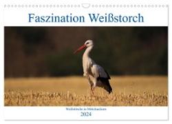 Faszination Weißstorch (Wandkalender 2024 DIN A3 quer), CALVENDO Monatskalender