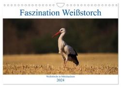 Faszination Weißstorch (Wandkalender 2024 DIN A4 quer), CALVENDO Monatskalender