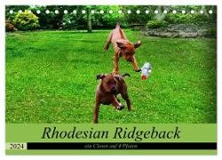 Rhodesian Ridgeback ein Clown auf 4 Pfoten (Tischkalender 2024 DIN A5 quer), CALVENDO Monatskalender