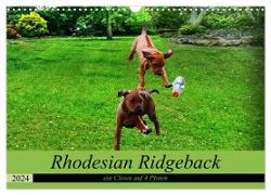 Rhodesian Ridgeback ein Clown auf 4 Pfoten (Wandkalender 2024 DIN A3 quer), CALVENDO Monatskalender