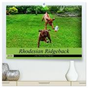 Rhodesian Ridgeback ein Clown auf 4 Pfoten (hochwertiger Premium Wandkalender 2024 DIN A2 quer), Kunstdruck in Hochglanz