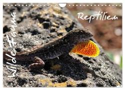 Wilde Fauna - Reptilien (Wandkalender 2024 DIN A4 quer), CALVENDO Monatskalender