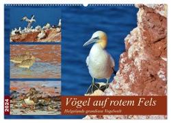 Vögel auf rotem Fels - Helgolands grandiose Vogelwelt (Wandkalender 2024 DIN A2 quer), CALVENDO Monatskalender