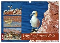 Vögel auf rotem Fels - Helgolands grandiose Vogelwelt (Wandkalender 2024 DIN A3 quer), CALVENDO Monatskalender
