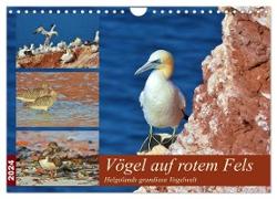 Vögel auf rotem Fels - Helgolands grandiose Vogelwelt (Wandkalender 2024 DIN A4 quer), CALVENDO Monatskalender