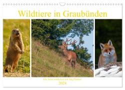 Wildtiere in Graubünden. Die Natur entdecken mit Jürg Plattner (Wandkalender 2024 DIN A3 quer), CALVENDO Monatskalender