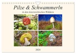 Pilze & Schwammerln (Wandkalender 2024 DIN A4 quer), CALVENDO Monatskalender