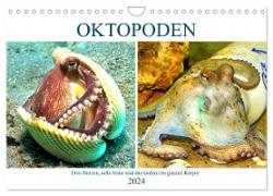 Oktopoden. Drei Herzen, acht Arme und das Gehirn im ganzen Körper (Wandkalender 2024 DIN A4 quer), CALVENDO Monatskalender