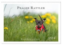 Prager Rattler - Black and Tan - Kleine Hunde ganz groß (Wandkalender 2024 DIN A3 quer), CALVENDO Monatskalender