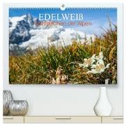Edelweiß - Wahrzeichen der Alpen (hochwertiger Premium Wandkalender 2024 DIN A2 quer), Kunstdruck in Hochglanz