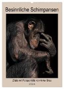 Besinnliche Schimpansen (Wandkalender 2024 DIN A2 hoch), CALVENDO Monatskalender