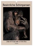 Besinnliche Schimpansen (Wandkalender 2024 DIN A3 hoch), CALVENDO Monatskalender